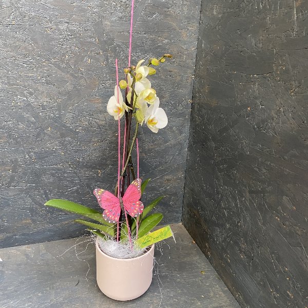 Orchidee in weiß, mit Schmetterling Bild 1